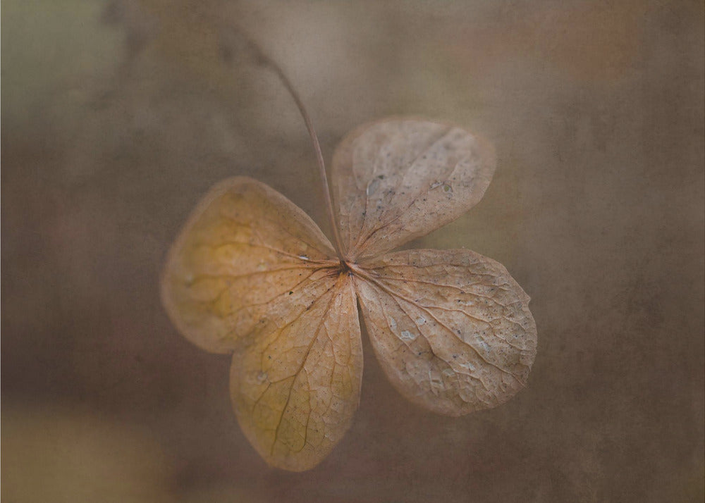 päivän jäänteet | Canvastaulut