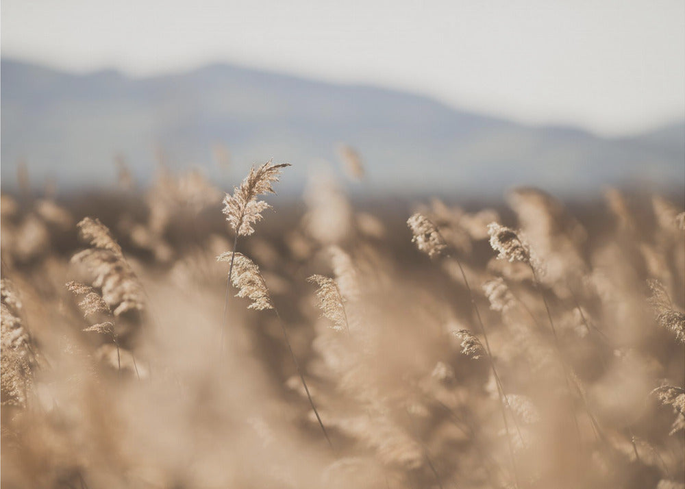 Suonheinä nro 11 | Canvastaulut