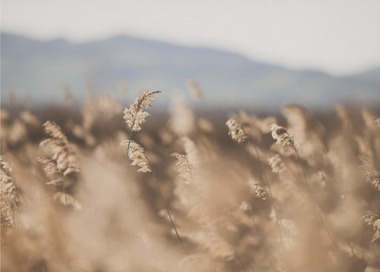 Suonheinä nro 11 | Canvastaulut