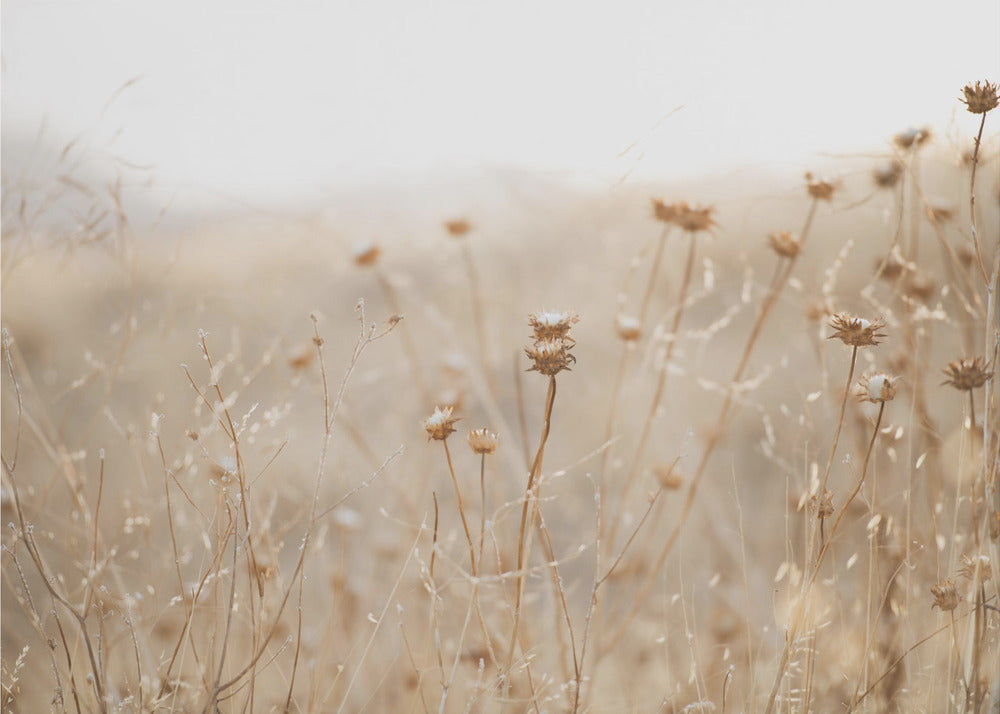 winter thistle no.2 | Canvas
