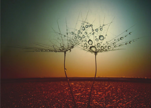 Tuli ja vesi | Julisteet - Taidevedokset