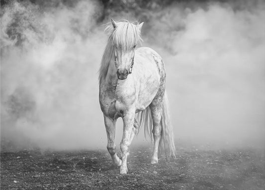 Und da kam ein weißes Pferd | Poster