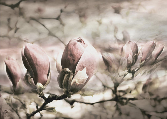 Magnolian kevät | Valokuvatapetit