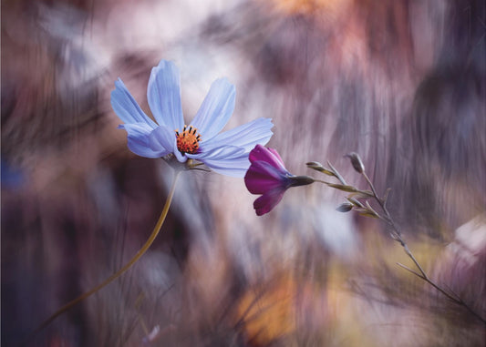 Kokous | Julisteet - Taidevedokset