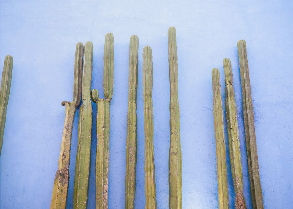 Grands cactus sur fond bleu | Voyage à Oaxaca au Mexique | Tableaux sur Toile