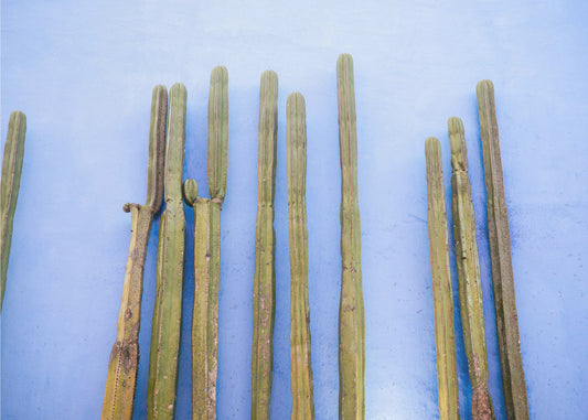 Korkeat kaktukset sinisellä | Oaxaca Meksikon matka | Canvastaulut