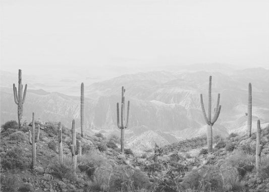 Kaktus zachodni | Wydruki na łótnie