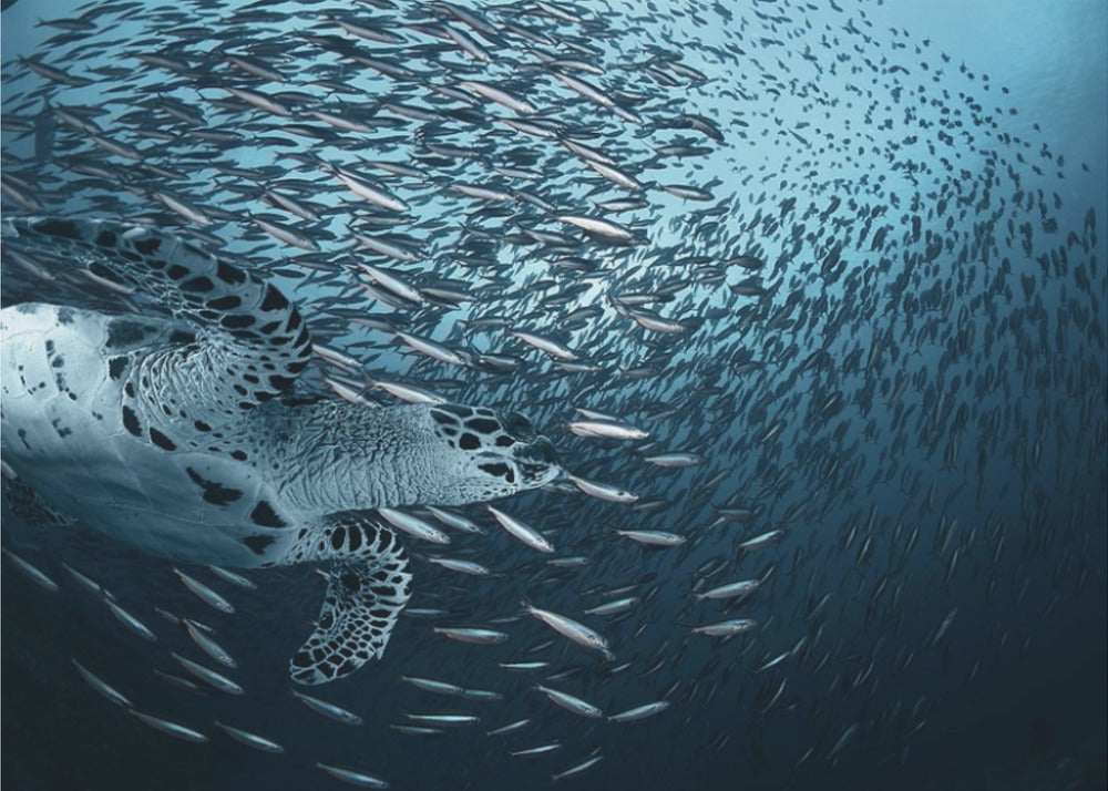 Taivuta | Julisteet - Taidevedokset