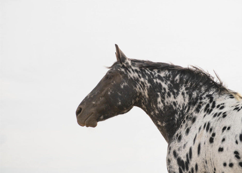 Andromeda 4 | Canvastaulut