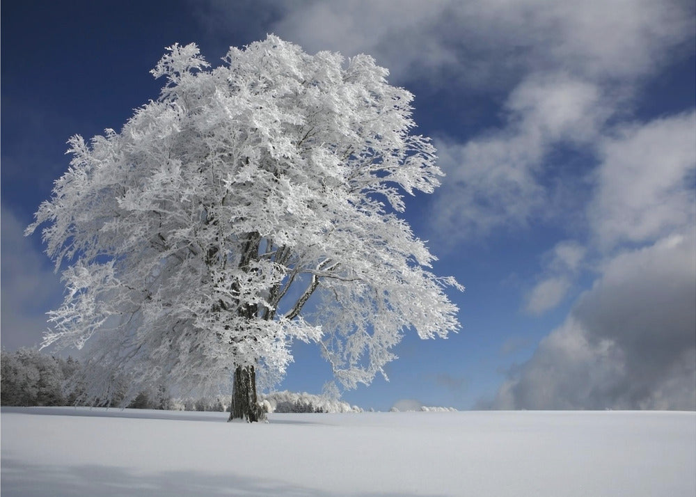 Weiße Windbuche im Schwarzwald | Fototapeten