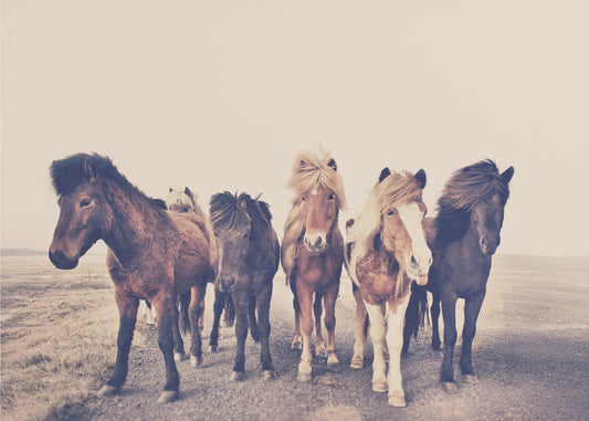 Caballos | Impresiones en Lienzo