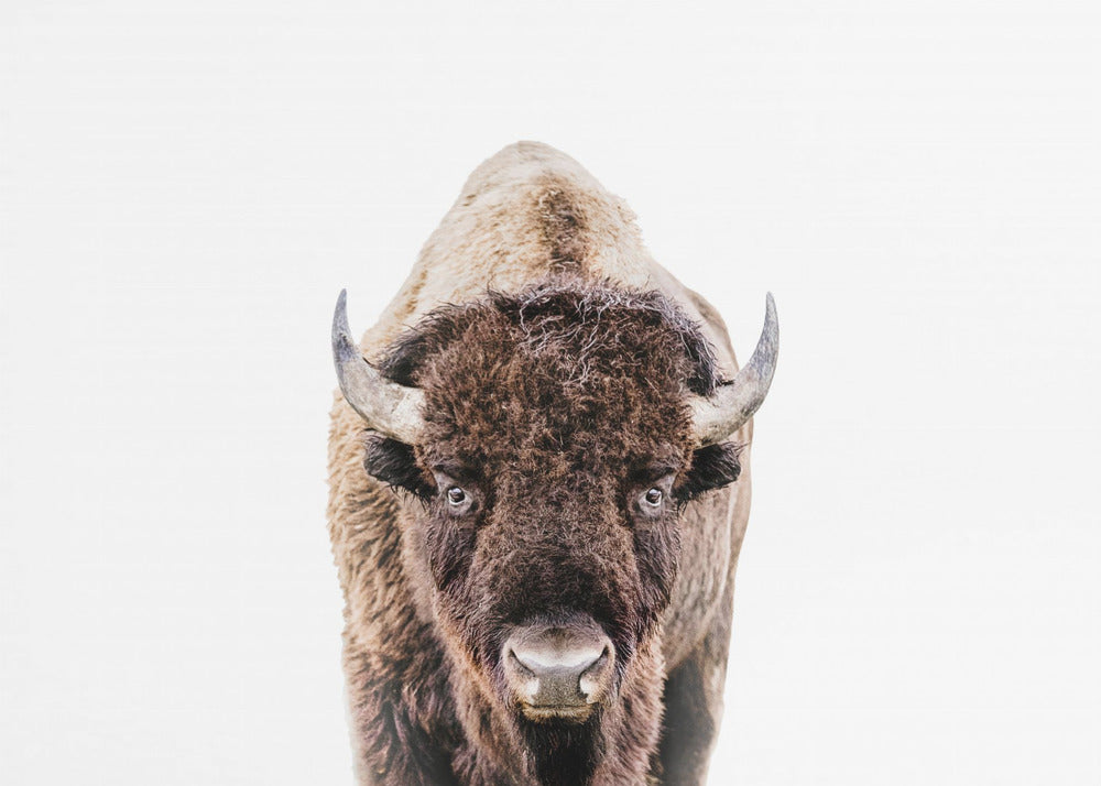 Bison | Leinwand-Bilder