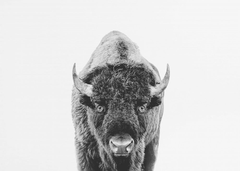 Bison Bw | Leinwand-Bilder