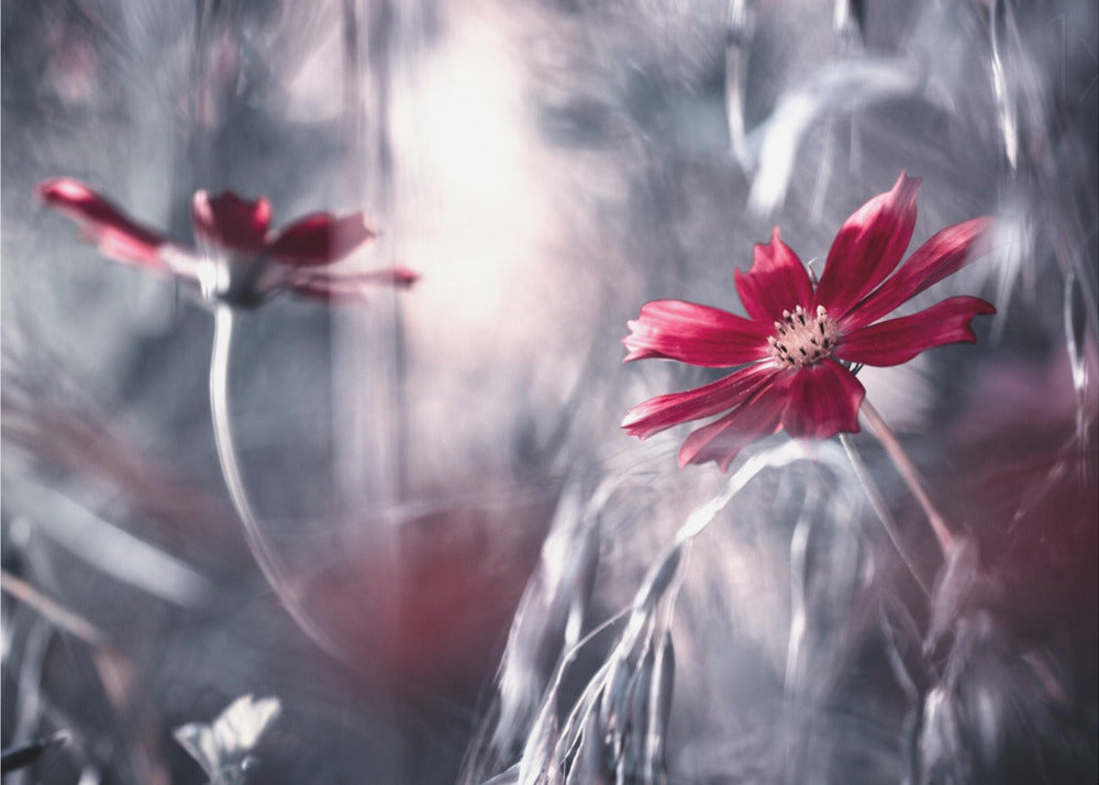 Juegos de seducción | Papel Pintado Fotográfico