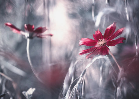 Viettelypelit | Valokuvatapetit