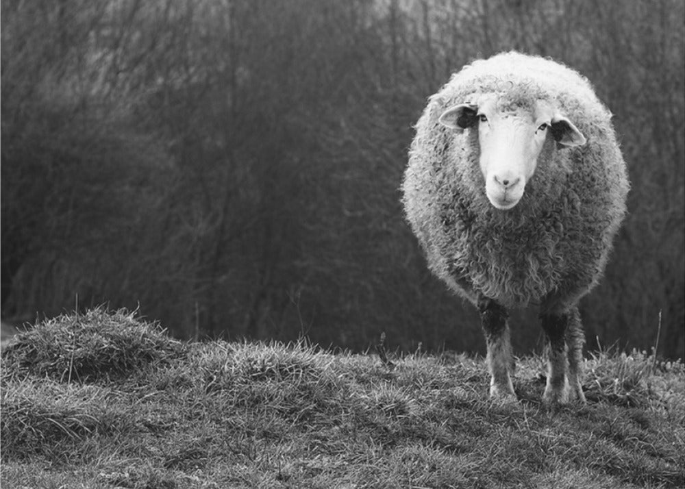 Ihmetyt lampaat | Julisteet - Taidevedokset