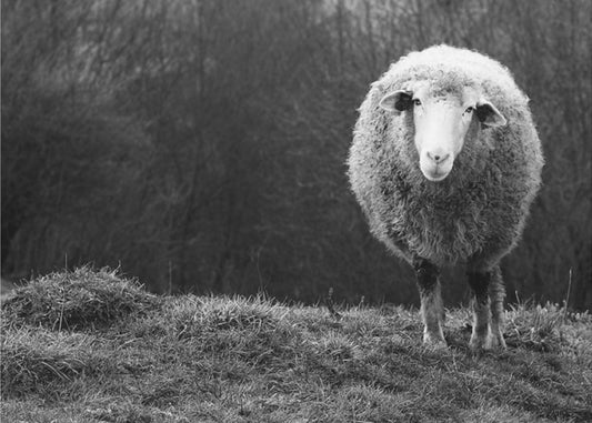 Ihmetyt lampaat | Julisteet - Taidevedokset