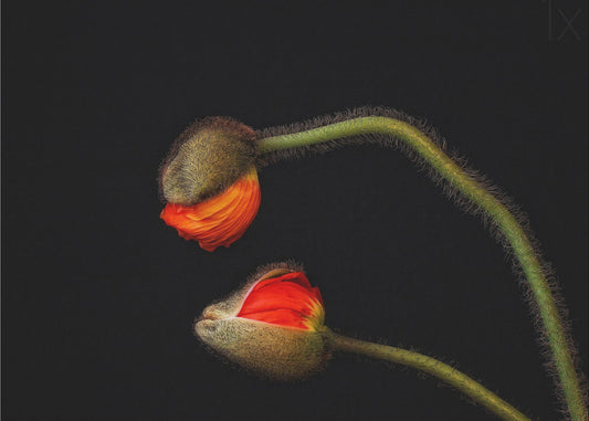 Tango Argentino | Poster