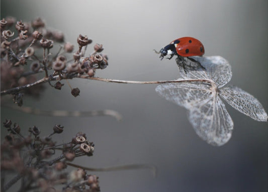 Marienkäfer auf Hortensie. | Fototapeten