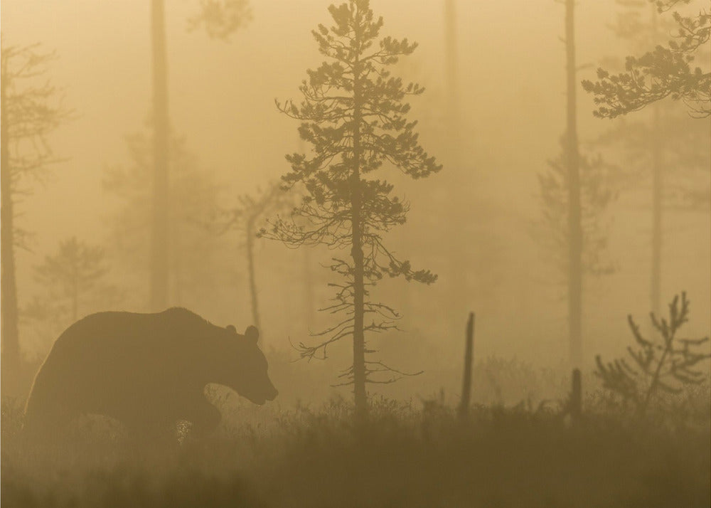 Aamu-sumu | Julisteet - Taidevedokset