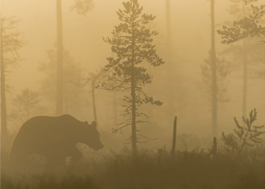 Aamu-sumu | Julisteet - Taidevedokset