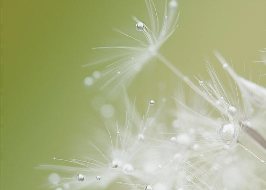 Verde | Impresiones en Lienzo