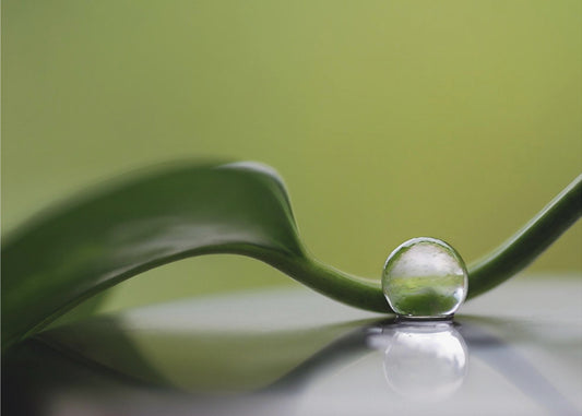 Vihreä harmonia | Julisteet - Taidevedokset