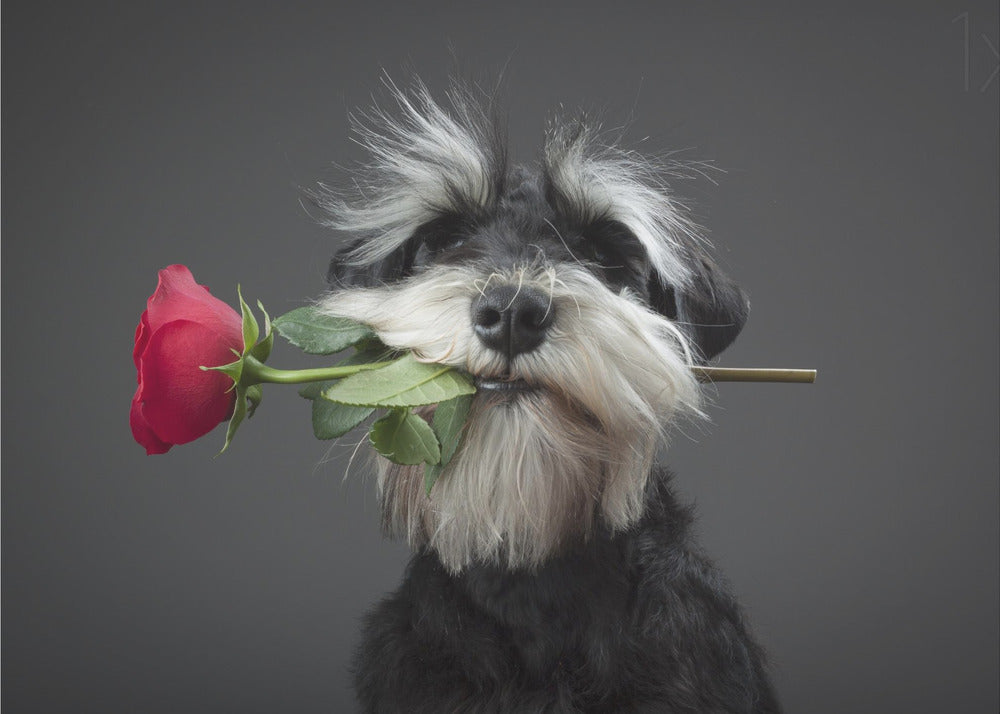 Tango-tanssija | Julisteet - Taidevedokset