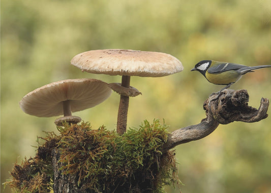 Mi pequeña parte del mundo | Papel Pintado Fotográfico