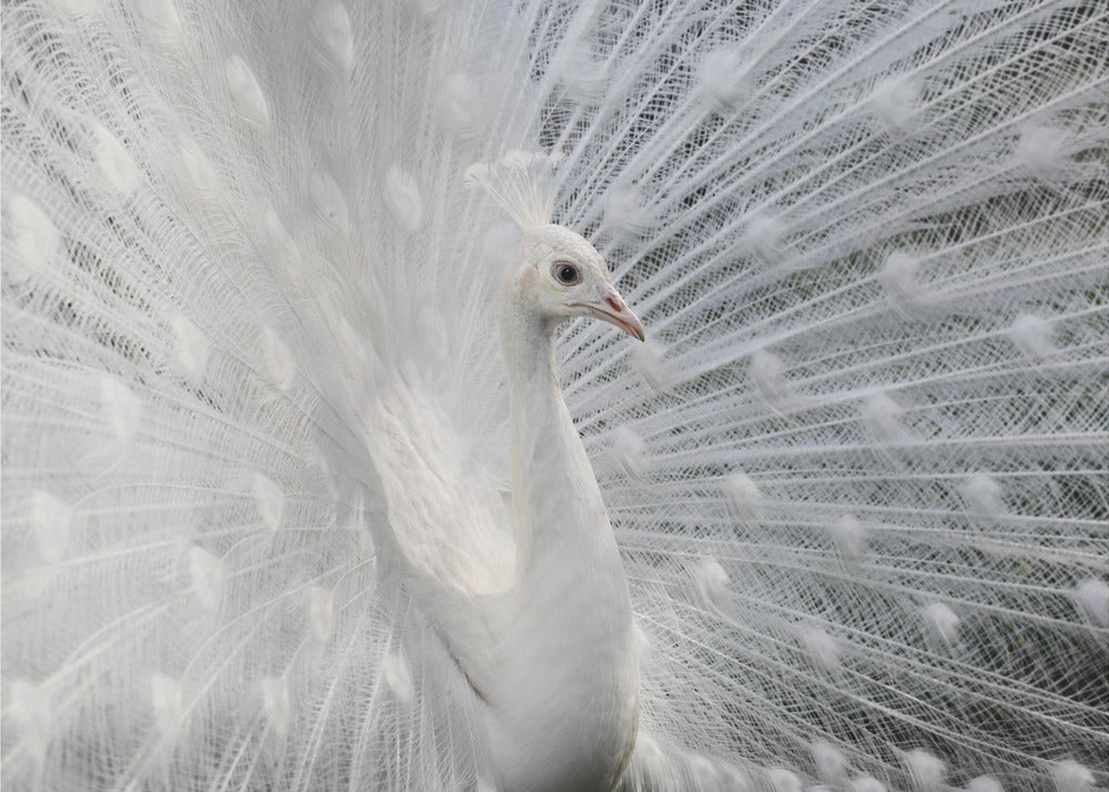 Yhtä valkoinen kuin lumi | Valokuvatapetit