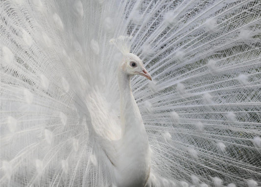 Tan blanco como la nieve | Papel Pintado Fotográfico