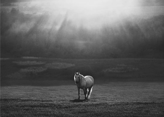 aamun esiintyminen | Julisteet - Taidevedokset