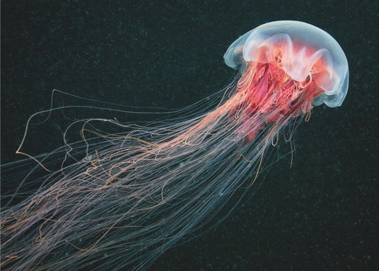 Pitkähäntäinen | Julisteet - Taidevedokset