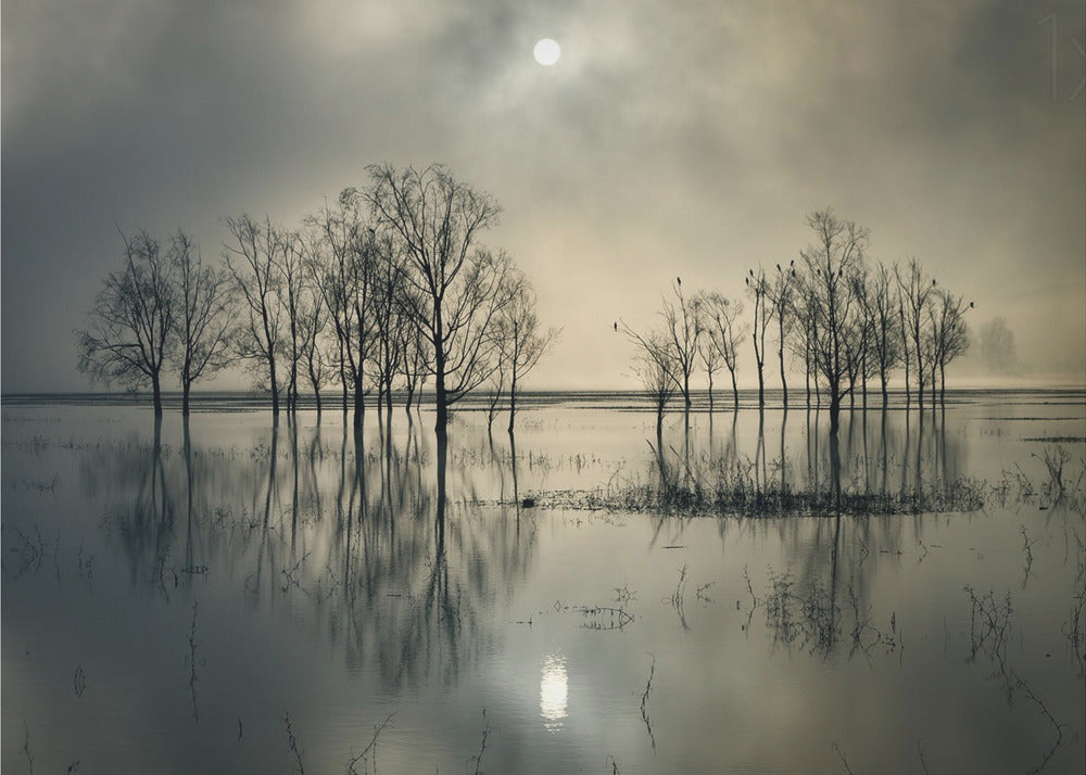 Järven salaisuus | Julisteet - Taidevedokset