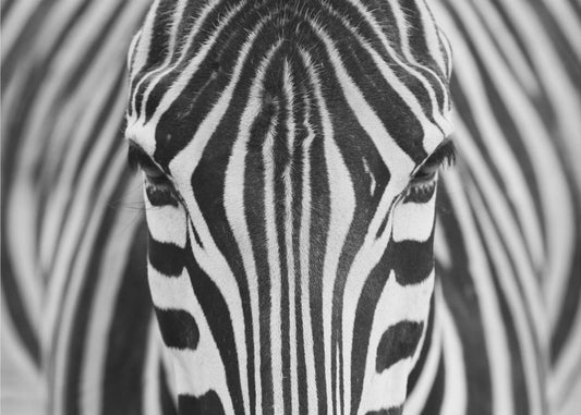 Seepra | Julisteet - Taidevedokset