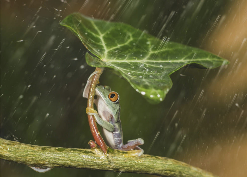 Ohh Nee :( Het regent | Canvasprints