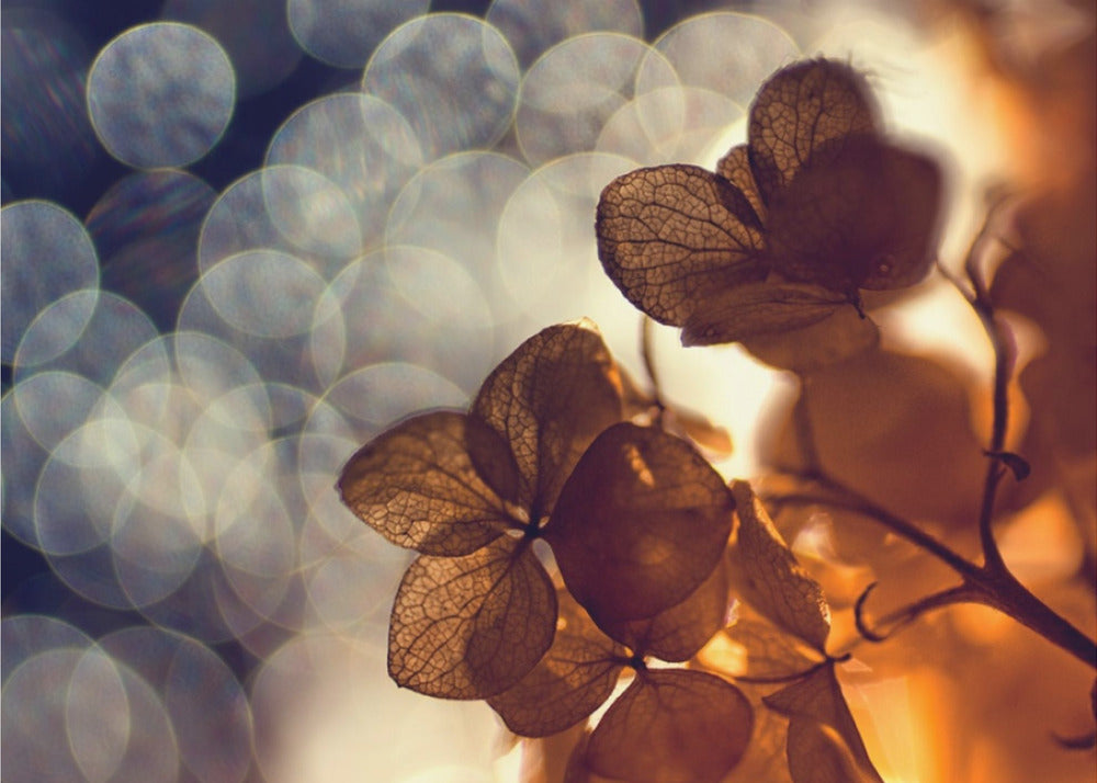 .:.:.** | Julisteet - Taidevedokset