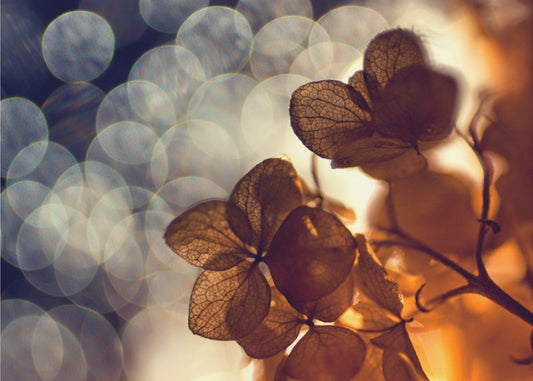 .:.:.** | Julisteet - Taidevedokset