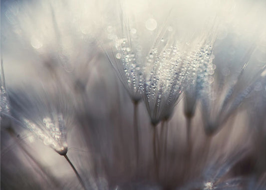 Metsä | Julisteet - Taidevedokset