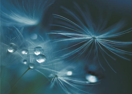 pehmeä kosketus | Valokuvatapetit