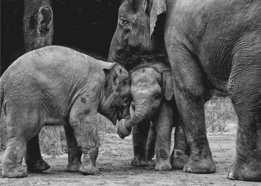 Ystävät Ikuisesti | Valokuvatapetit