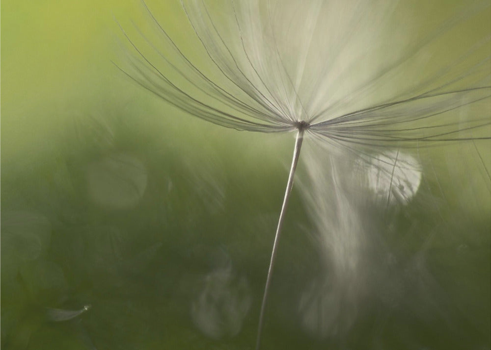 Varjot vihreässä | Julisteet - Taidevedokset