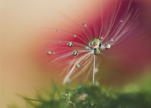 Punainen aamu | Julisteet - Taidevedokset