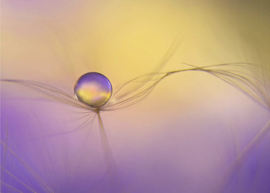 Aseissa | Julisteet - Taidevedokset