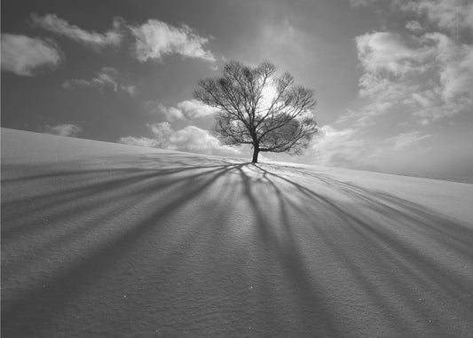 Baumschatten | Fototapeten