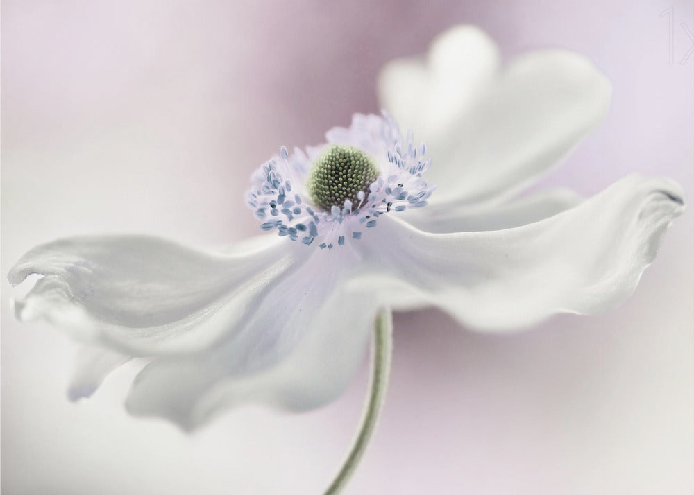 Anemone breeze | Wallpaper