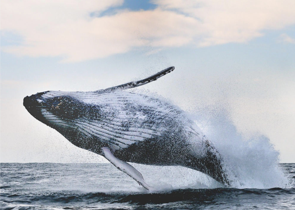 rikkomus | Julisteet - Taidevedokset