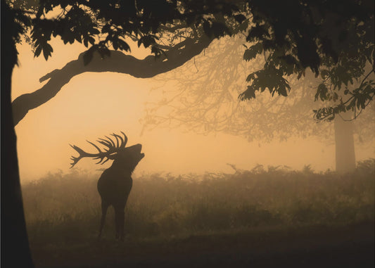 la llamada del amor | Papel Pintado Fotográfico