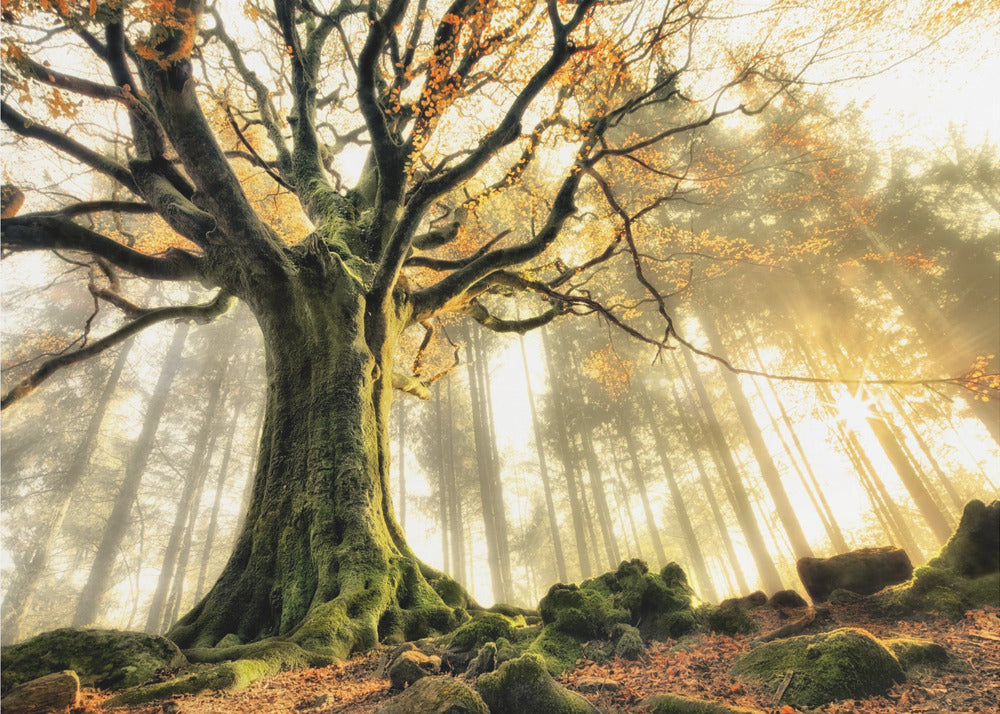 November | Fototapeten