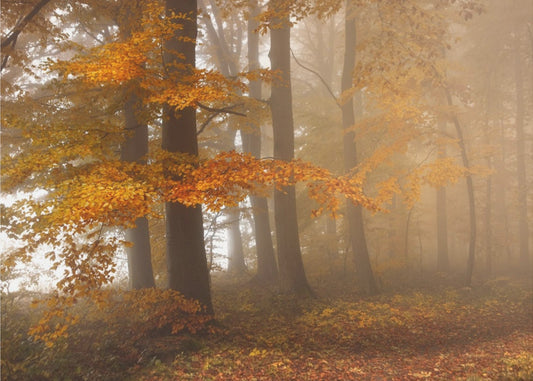 Waldrand | Fototapeten